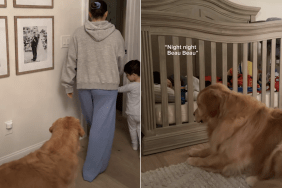 golden retriever toddler