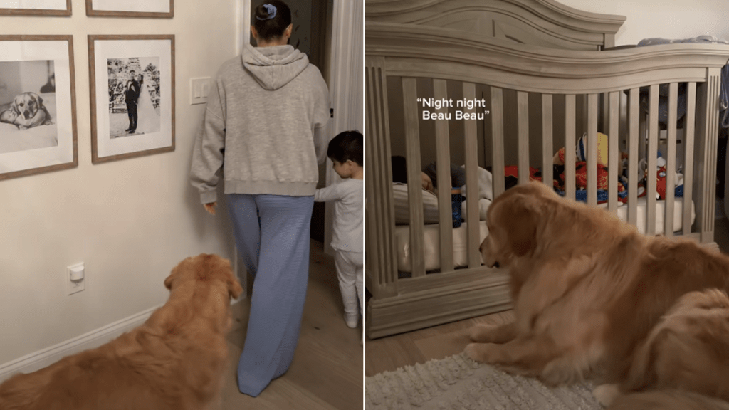 golden retriever toddler