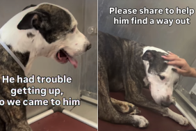 shelter dog video