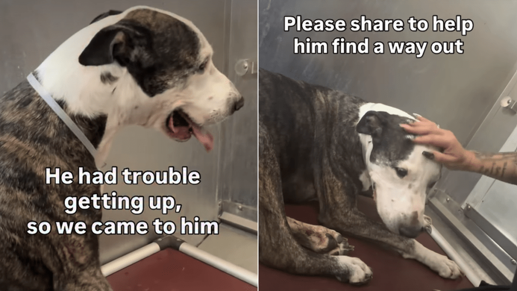 shelter dog video