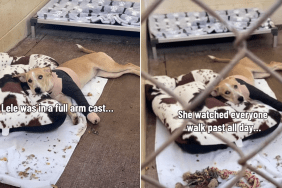 shelter dog human video