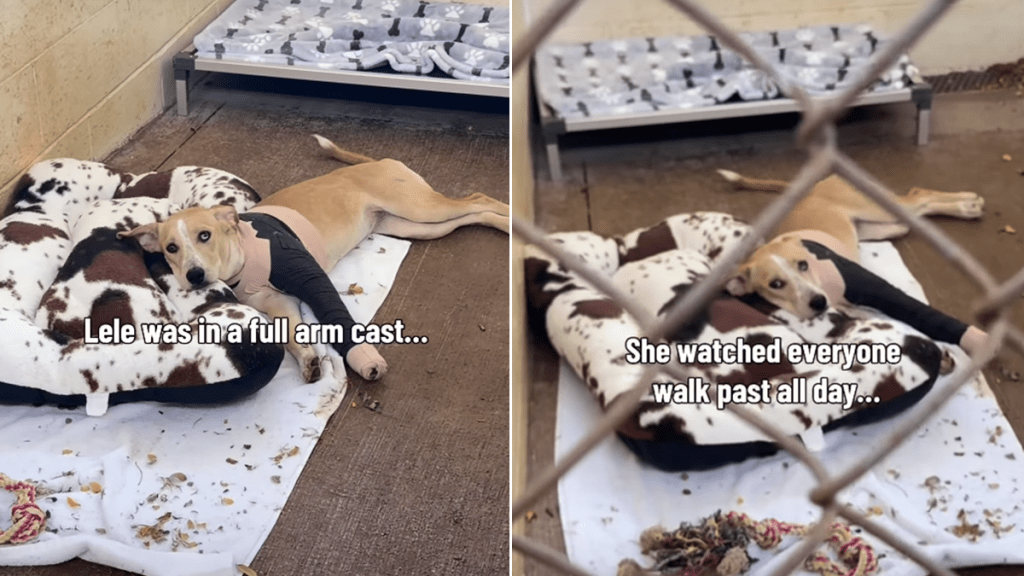 shelter dog human video