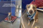 shelter dog kennel human
