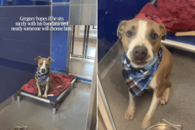 shelter dog kennel human