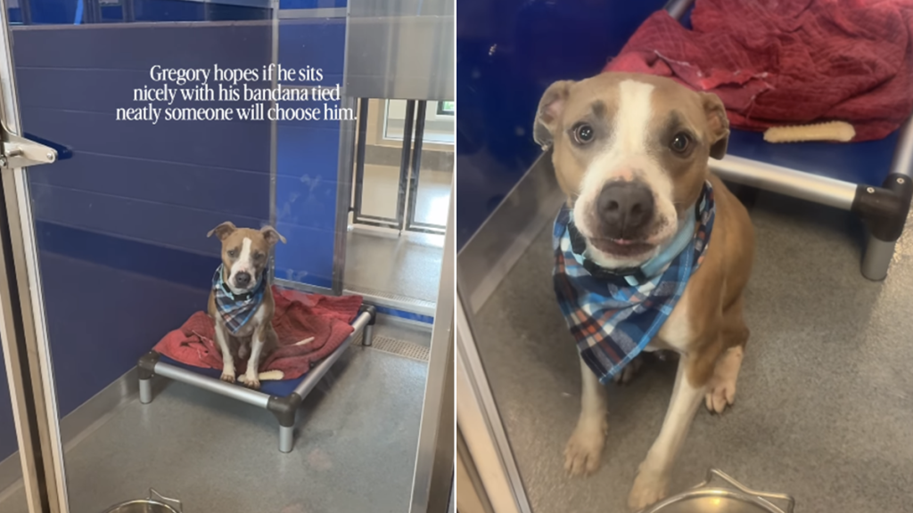 shelter dog kennel human