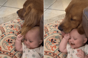 golden retriever mom baby