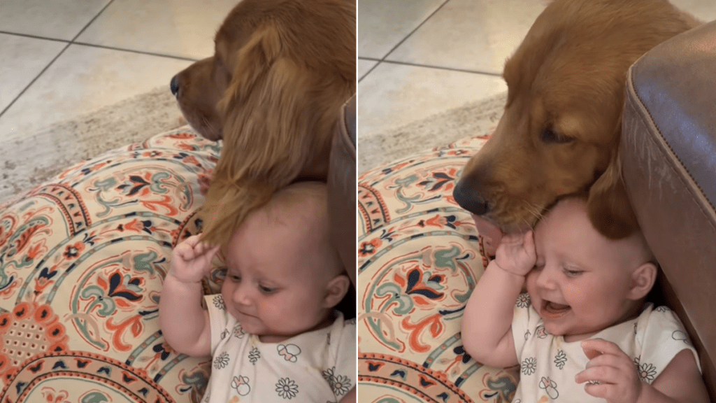 golden retriever mom baby