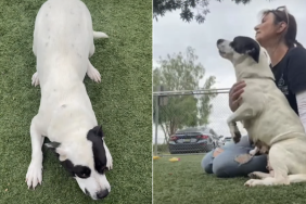 shelter dog video
