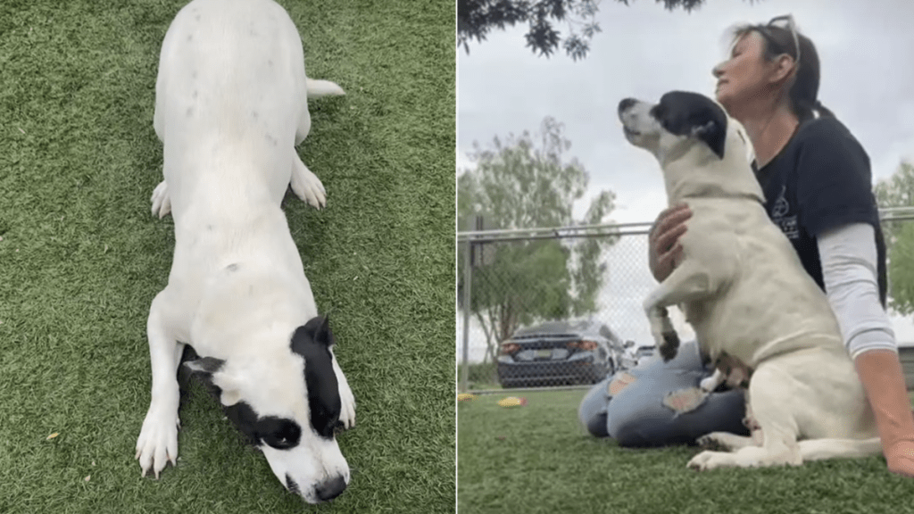 shelter dog video