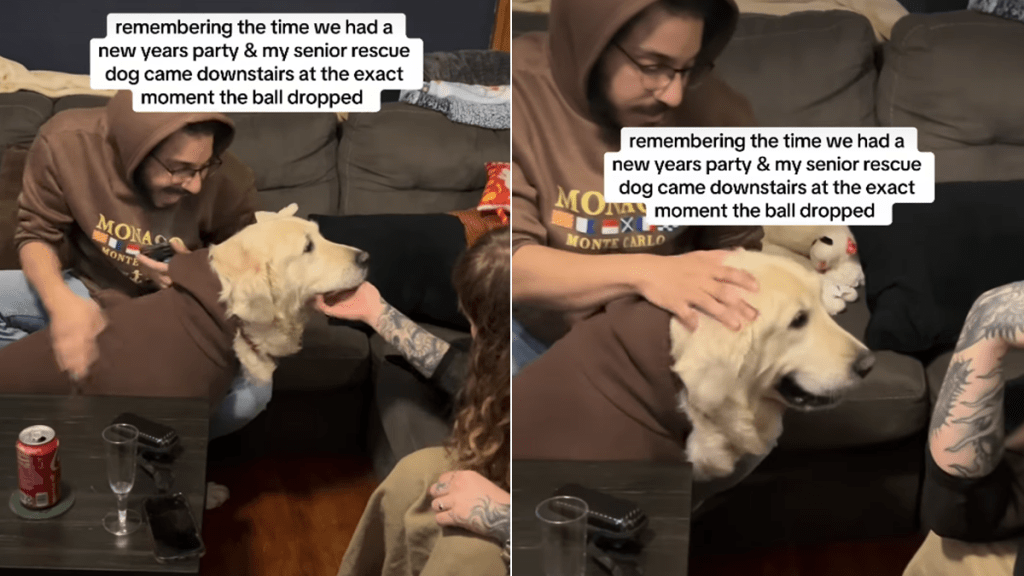 senior puppy mill survivor