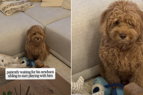 dog meets newborn baby