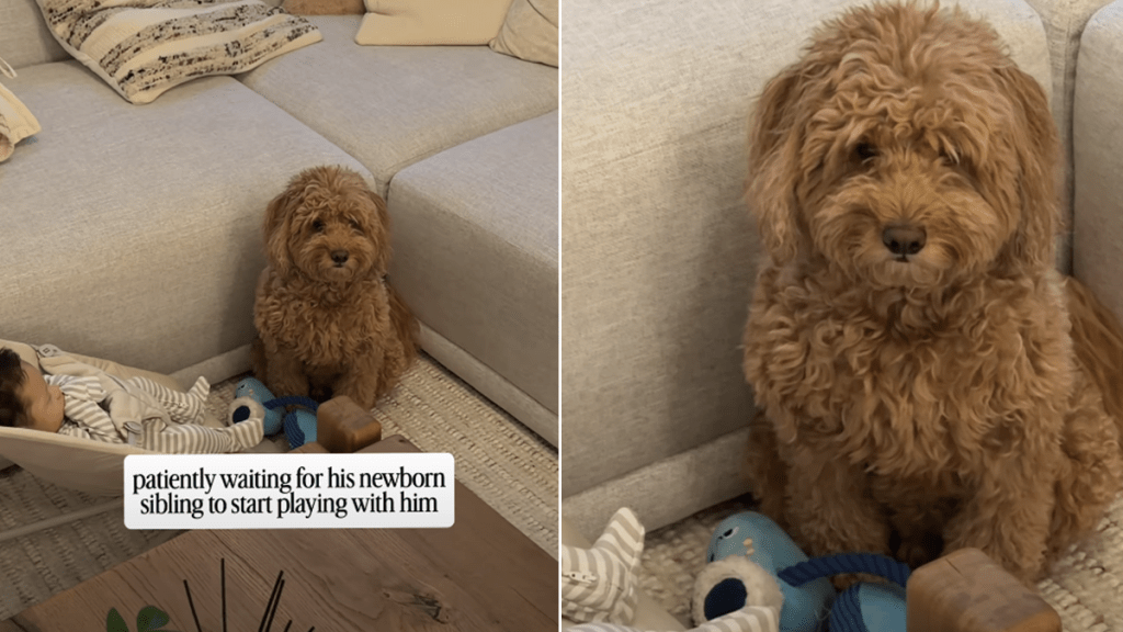dog meets newborn baby