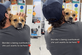 rescue dog overlooked
