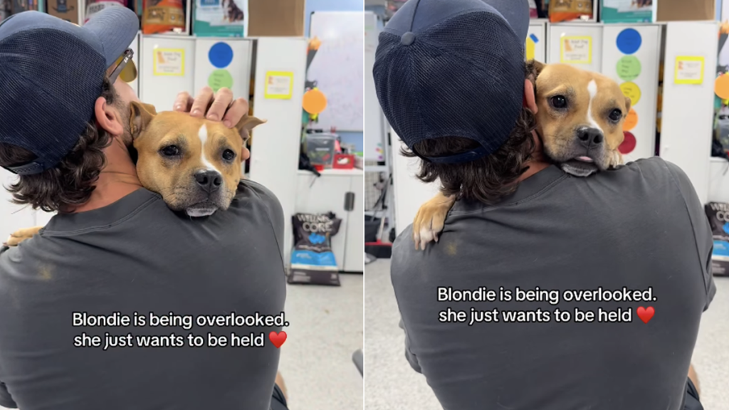 rescue dog overlooked