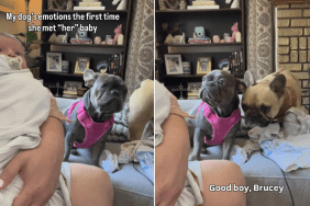 dog baby meet