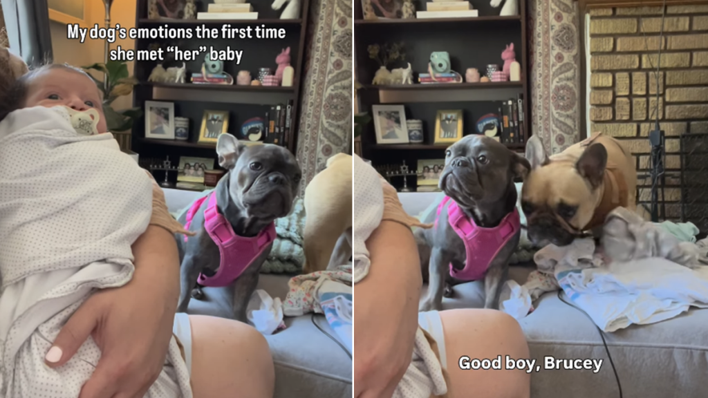dog baby meet