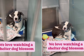 shelter dog video
