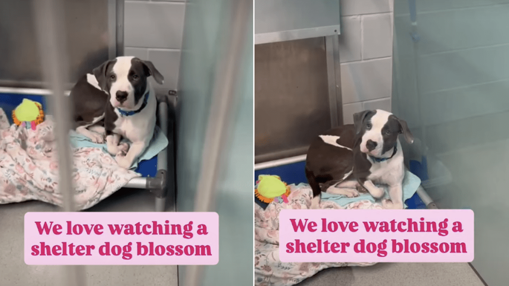 shelter dog video