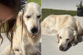 golden retriever little girl