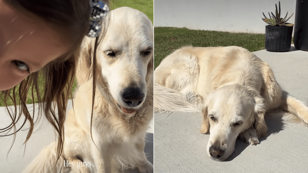 golden retriever little girl