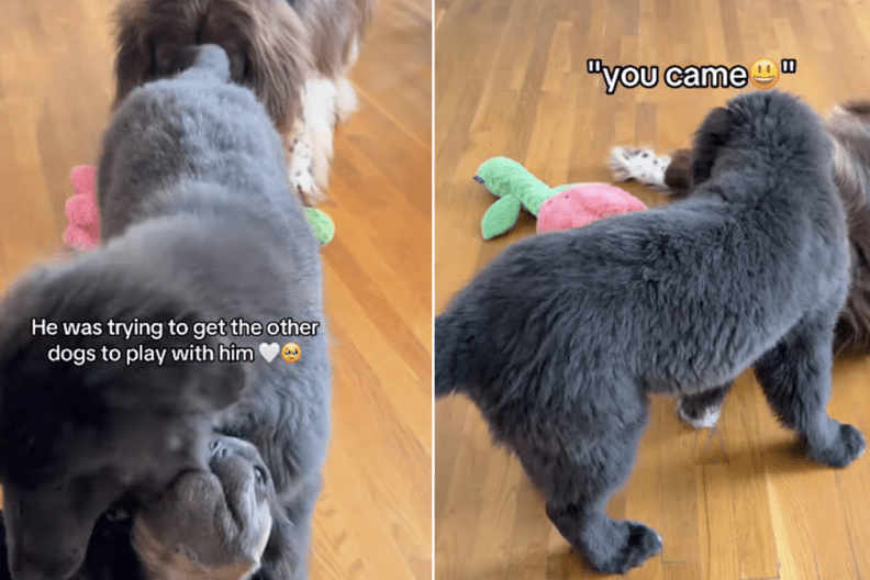 big dog puppies play