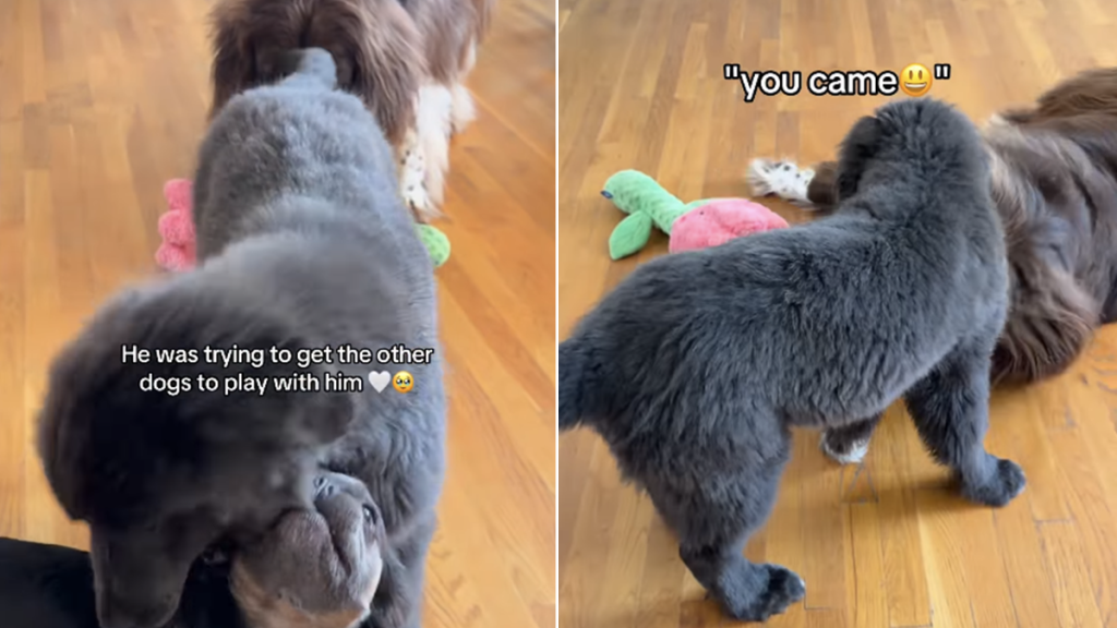 big dog puppies play