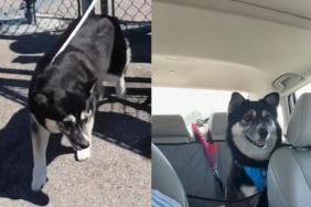 Shelter Dog Walks Out Those Doors for the Final Time, Unaware She’ll Never Have To Go Back