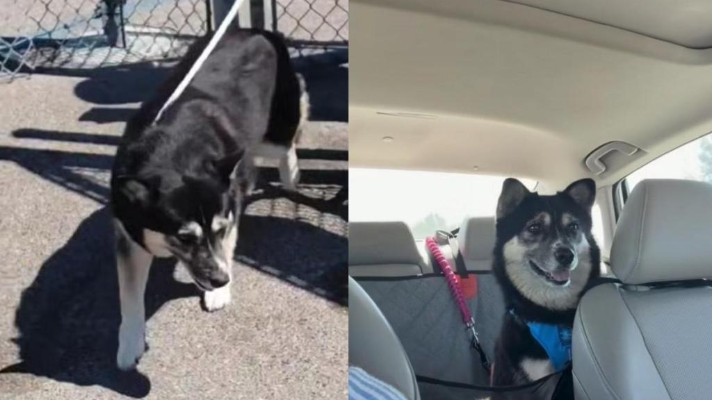 Shelter Dog Walks Out Those Doors for the Final Time, Unaware She’ll Never Have To Go Back