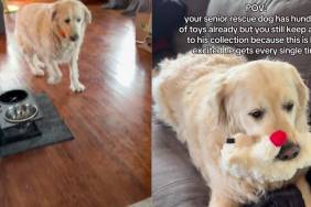 Rescue Dog Nods When Mom Asks if He’s Happy With New Toy, Then Does Something Incredibly Sweet