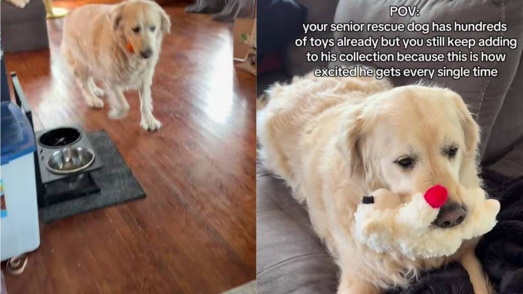 Rescue Dog Nods When Mom Asks if He’s Happy With New Toy, Then Does Something Incredibly Sweet