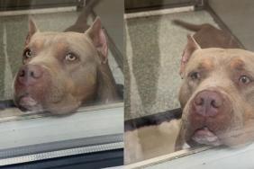 Shelter Dog’s Longing Eyes & Wagging Tail Hides a Painful Truth That Breaks Human’s Heart