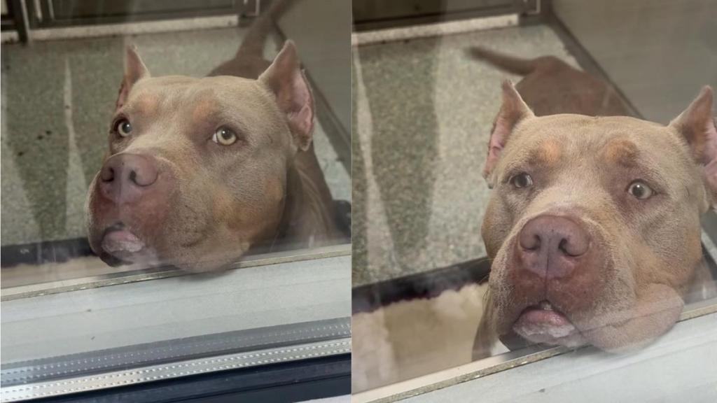 Shelter Dog’s Longing Eyes & Wagging Tail Hides a Painful Truth That Breaks Human’s Heart