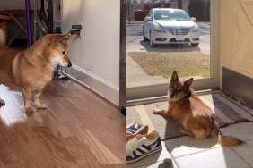 What a House Full of Adopted Dogs No One Wanted Looks Like Once They’re Chosen