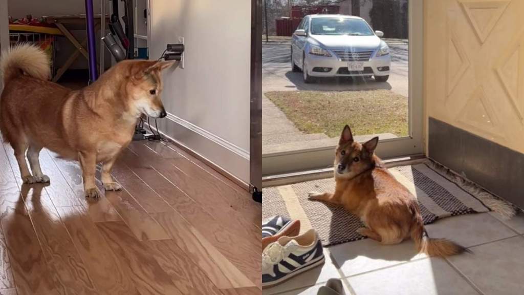 What a House Full of Adopted Dogs No One Wanted Looks Like Once They’re Chosen