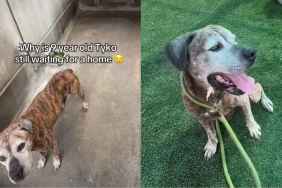 Senior Shelter Dog Proves His Bright Spirit Is Too Big for Kennel Walls but Not a Home