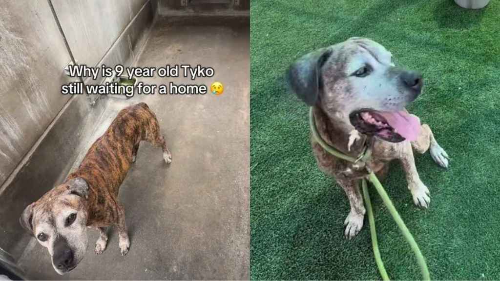 Senior Shelter Dog Proves His Bright Spirit Is Too Big for Kennel Walls but Not a Home