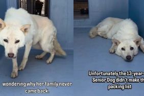 Senior Shelter Dog Gives Family 13 Loyal Years, Only for Her To End up Alone in a Kennel