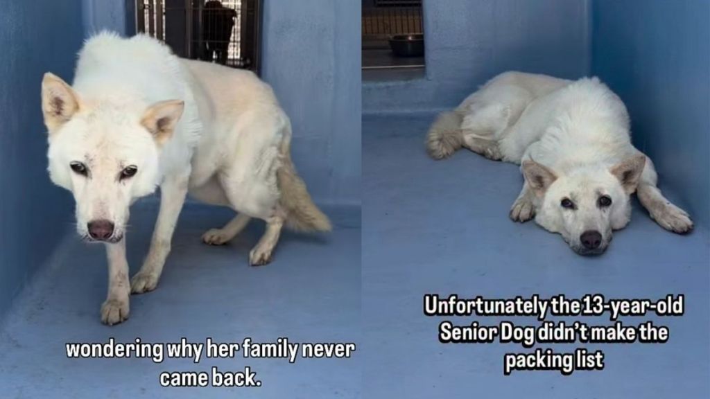 Senior Shelter Dog Gives Family 13 Loyal Years, Only for Her To End up Alone in a Kennel