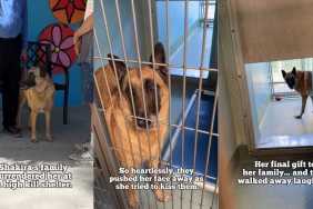 Shelter Dog Cries for Days After Family Surrenders Her & ‘Walks Away Laughing'