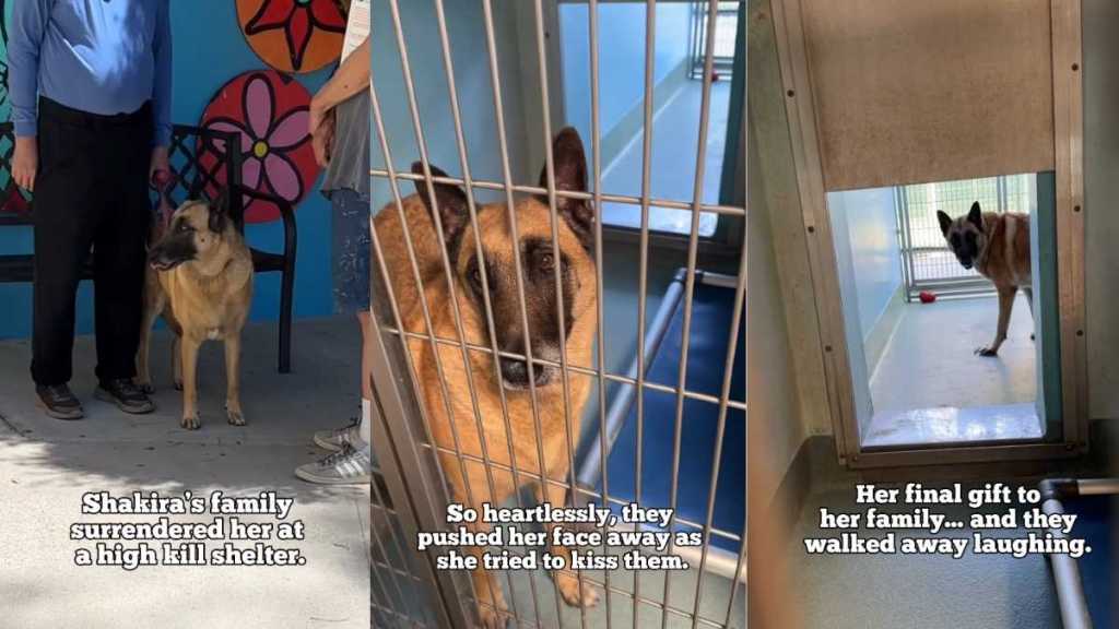 Shelter Dog Cries for Days After Family Surrenders Her & ‘Walks Away Laughing'