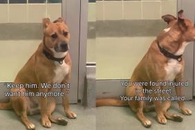Found Injured on the Street, Shelter Dog Had a Family Once, but They Didn’t Want Him Back