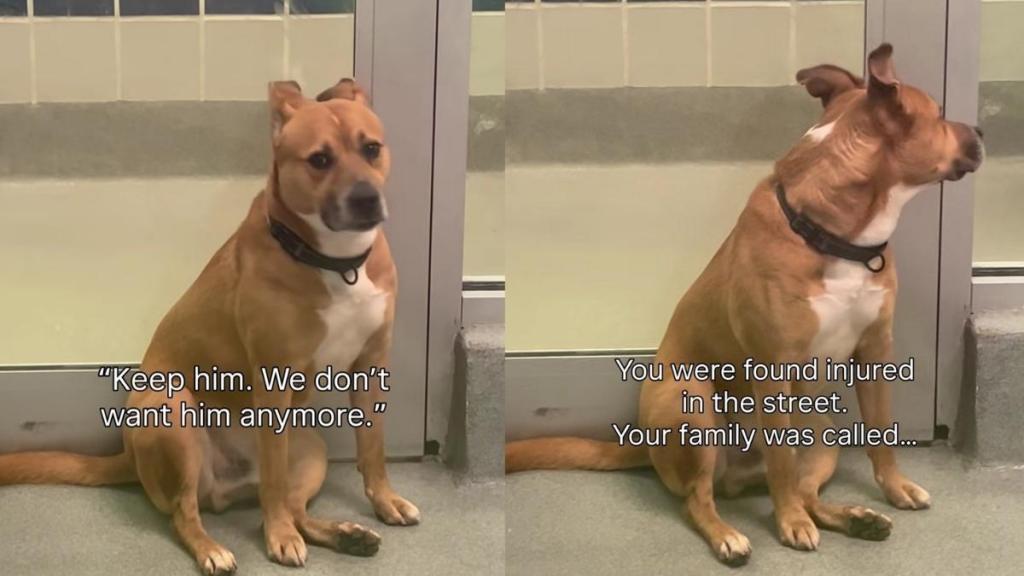 Found Injured on the Street, Shelter Dog Had a Family Once, but They Didn’t Want Him Back