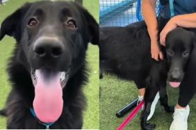 Shelter Dog Thought He Was Going for a Car Ride, Only To Face His Worst Nightmare
