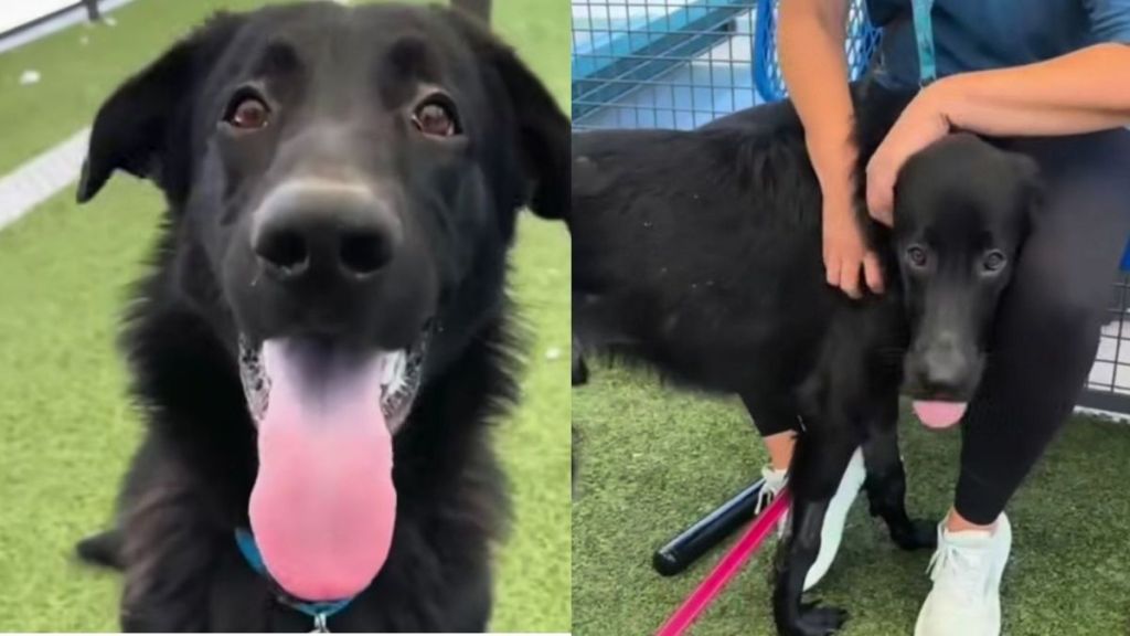 Shelter Dog Thought He Was Going for a Car Ride, Only To Face His Worst Nightmare