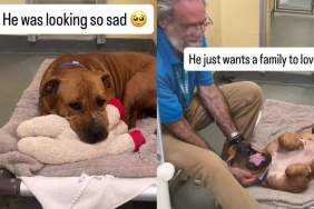 Shelter Dog Looks Completely Broken Until One Gesture From Human Changes Everything