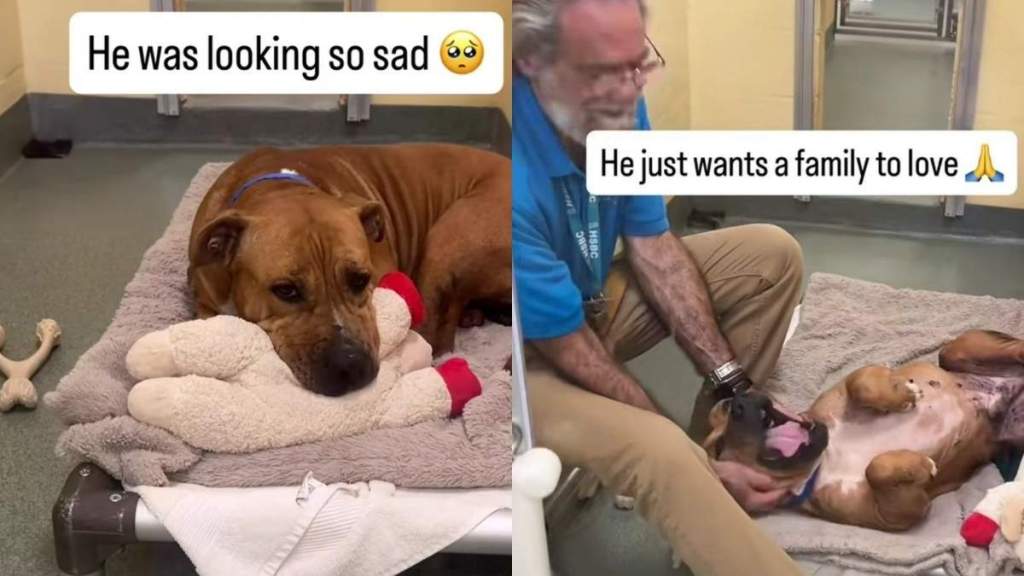 Shelter Dog Looks Completely Broken Until One Gesture From Human Changes Everything