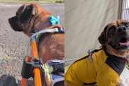 Paralyzed Shelter Dog Prepares for His Best Day, Only to Be Handed a Heartbreaking Outcome