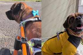 Paralyzed Shelter Dog Prepares for His Best Day, Only to Be Handed a Heartbreaking Outcome