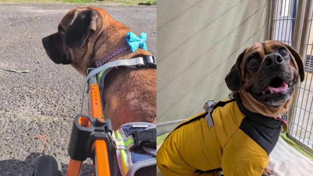 Paralyzed Shelter Dog Prepares for His Best Day, Only to Be Handed a Heartbreaking Outcome