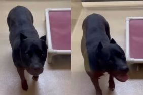Human Finds Shelter Dog Crying Inside Kennel, Desperate for Someone To Hear Her